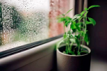 5 beneficios de regar tus plantas con agua de lluvia