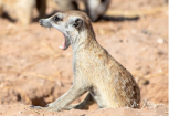 Los animales más espectaculares del desierto