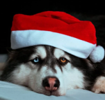 ¿Quieres compartir la cena de Navidad con tu perro? Evita darle estos alimentos