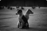 Pensamiento de la semana - Adopta amor, no apariencias: Celebremos a los perros callejeros